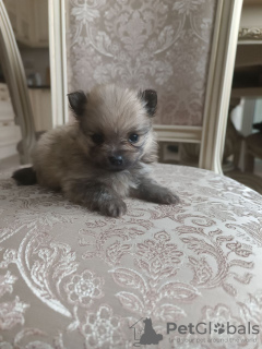 Photo №3. German Pomeranian, Archie. Russian Federation