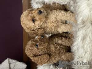 Photo №1. poodle (dwarf) - for sale in the city of Гамбург | 2113$ | Announcement № 95640