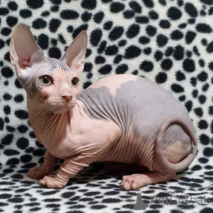 Photo №2 to announcement № 139930 for the sale of sphynx cat - buy in Germany private announcement