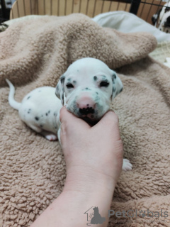 Additional photos: Stunning Dalmatian Puppies black or liver spots