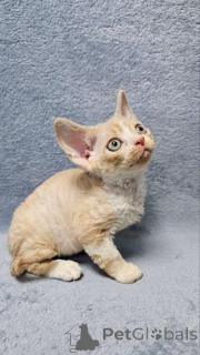 Photo №1. devon rex - for sale in the city of Viehausen | 361$ | Announcement № 171024