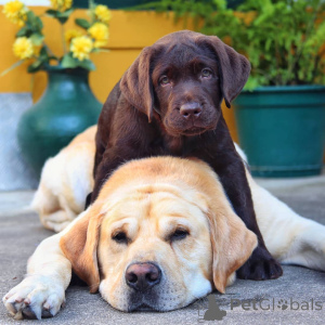 Photo №3. Typical black, brow, Cream white Labrador Retriever puppies. Sweden