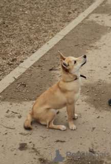 Photo №3. A wonderful 6 month old fox puppy is being adopted.. Russian Federation