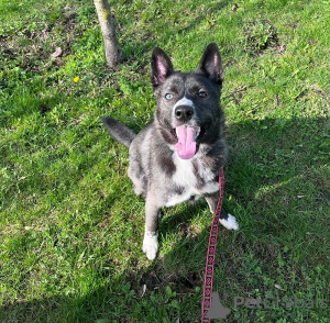 Photo №3. Handsome mixed-breed husky Cosmos is looking for a home!. Russian Federation