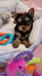 Photo №1. yorkshire terrier - for sale in the city of New York | 250$ | Announcement № 112309