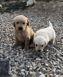 Photo №3. Golden Retriever Puppies for adoption. Germany