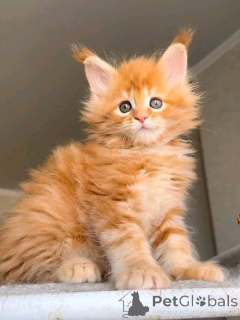 Photo №2 to announcement № 164379 for the sale of bengal cat - buy in Germany 