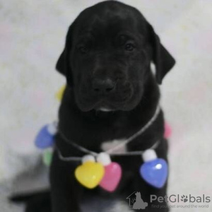 Photo №1. great dane - for sale in the city of Michigan City | 450$ | Announcement № 55640