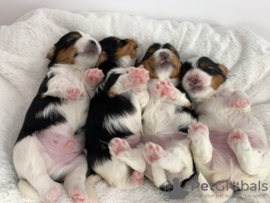Photo №2 to announcement № 95016 for the sale of yorkshire terrier - buy in Netherlands private announcement, from nursery