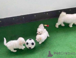 Photo №1. bichon frise - for sale in the city of Stavanger | negotiated | Announcement № 175041