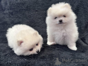 Photo №1. pomeranian - for sale in the city of Мадрид | Is free | Announcement № 50916