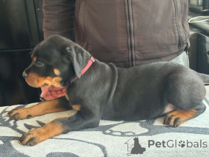 Photo №2 to announcement № 168900 for the sale of rottweiler - buy in Finland 