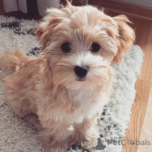 Photo №4. I will sell maltipu in the city of Berlin. private announcement, breeder - price - 723$