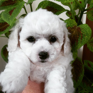 Photo №1. bichon frise - for sale in the city of Bryansk | 520$ | Announcement № 3031