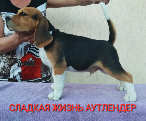 Photo №1. beagle - for sale in the city of Magnitogorsk | 390$ | Announcement № 2685