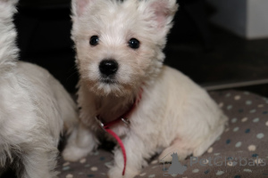 Photo №3. West Highland Terrier puppies. Belgium