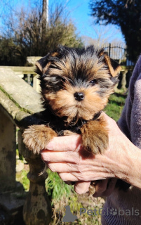 Photo №3. Yorkshire terrier puppy for adoption. Belgium