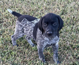 Photo №1. german shorthaired pointer - for sale in the city of Tbilisi | negotiated | Announcement № 174933