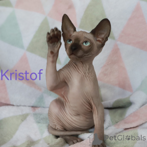 Photo №3. Kittens of the Canadian Sphinx. Latvia