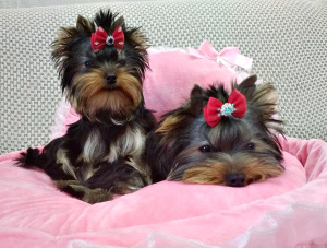 Photo №1. yorkshire terrier - for sale in the city of Kirov | negotiated | Announcement № 5364