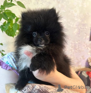 Photo №4. I will sell pomeranian in the city of Mogilyov. private announcement - price - negotiated