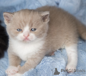 Photo №3. British shorthair. Germany