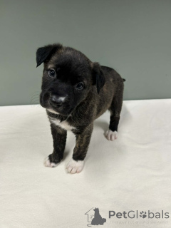 Photo №3. Urocze szczenięta border collie do adopcji. Poland