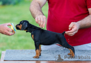 Photo №1. dobermann - for sale in the city of Sorrento | negotiated | Announcement № 133787