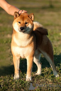 Photo №3. Male Shiba Inu, Shiba Inu, Shiba Inu is open for mating in Russian Federation. Announcement № 14096