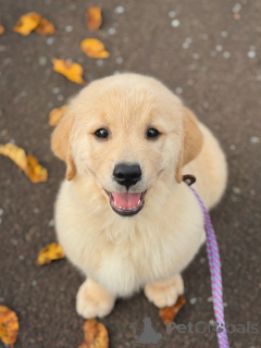 Photo №3. Healthy Golden Retriever Puppies with Playful Personalities. Germany
