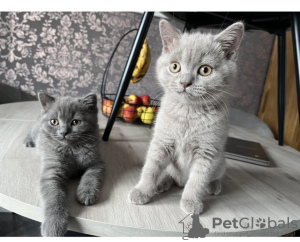 Photo №1. british shorthair - for sale in the city of Bremen | 300$ | Announcement № 89443