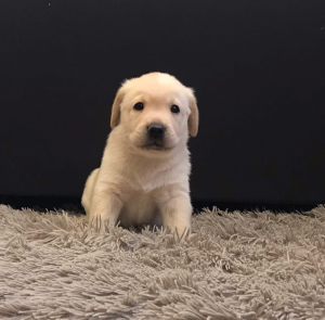 Photo №3. Labrador puppies. Russian Federation
