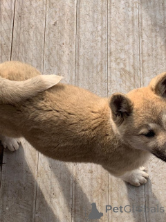 Photo №4. I will sell akita in the city of Chimay. private announcement, breeder - price - 877$