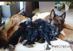 Photo №1. german shepherd - for sale in the city of Pisarzowice | 845$ | Announcement № 69573