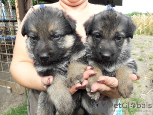 Photo №2 to announcement № 7662 for the sale of german shepherd - buy in Ukraine private announcement