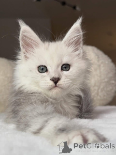 Photo №3. Mainecoon kitten. United Kingdom