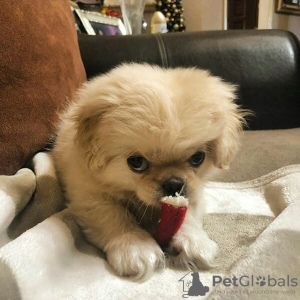 Photo №3. Piękny Miot Szczeniąt Pekińczyka. Poland