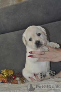 Additional photos: Labrador Retriever