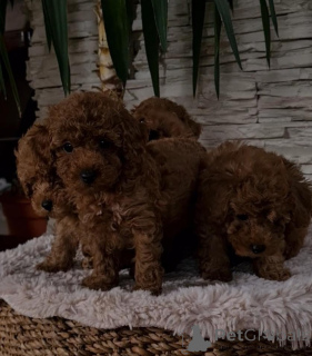 Photo №4. I will sell poodle (toy) in the city of Vilovo. breeder - price - negotiated