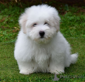 Photo №4. I will sell coton de tulear in the city of Alajärvi. private announcement, breeder - price - negotiated