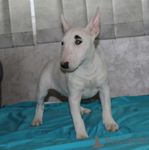 Additional photos: Miniature bull terrier puppies