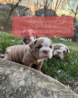 Photo №1. english bulldog - for sale in the city of Khabarovsk | 400$ | Announcement № 107029