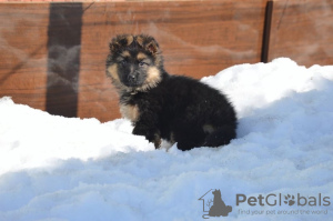 Photo №4. I will sell german shepherd in the city of Москва. breeder - price - 198$