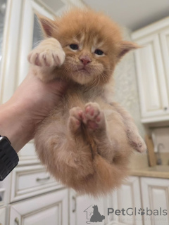 Photo №2 to announcement № 164176 for the sale of maine coon - buy in Finland from the shelter