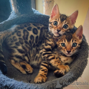 Photo №1. bengal cat - for sale in the city of Helsinki | negotiated | Announcement № 117919