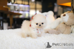 Photo №4. I will sell pomeranian in the city of El Paso. breeder - price - negotiated