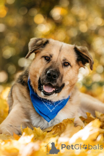 Photo №1. non-pedigree dogs - for sale in the city of Moscow river | Is free | Announcement № 156697