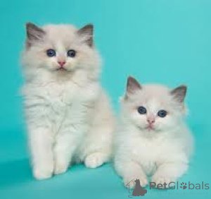 Photo №3. Chatons Ragdoll disponibles à la vente.. Belgium