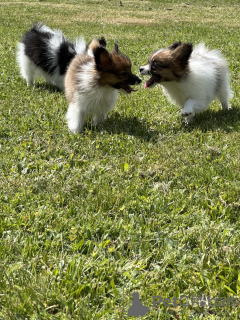 Photo №1. papillon dog - for sale in the city of Vilnius | 845$ | Announcement № 116199