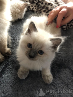 Photo №2 to announcement № 123470 for the sale of ragdoll - buy in Germany private announcement, breeder